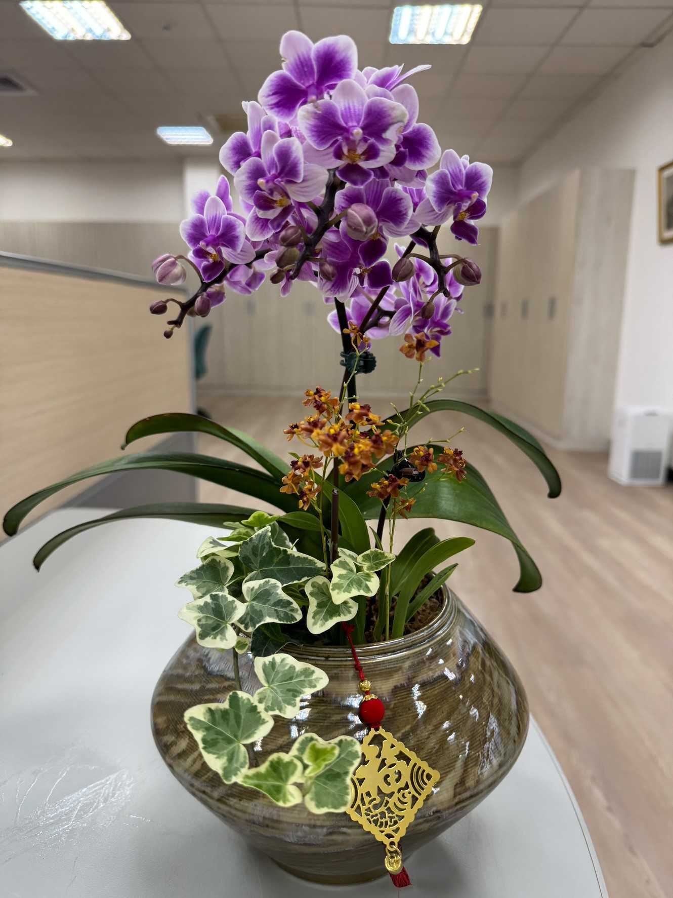 蘭花納福款